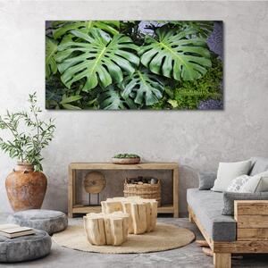 Vászonkép A növények botanikai levelei