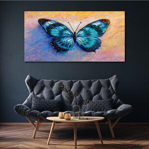 Vászonkép Butterfly rovarok színes