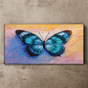 Vászonkép Butterfly rovarok színes