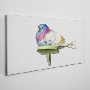 Vászonkép Állat madár galamb