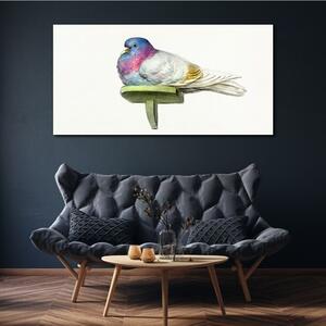 Vászonkép Állat madár galamb
