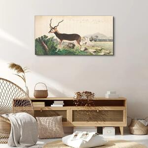 Vászonkép Gazelle állatok rajz