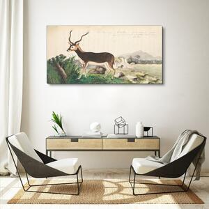 Vászonkép Gazelle állatok rajz