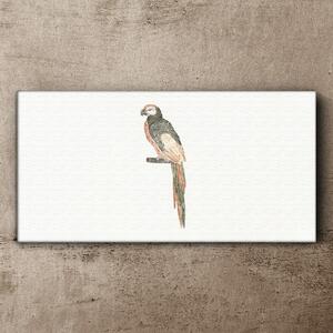 Vászonkép Rajz állat madár papagáj