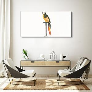 Vászonkép Rajz állat madár papagáj