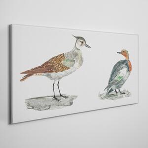 Vászonkép Állatok madarak