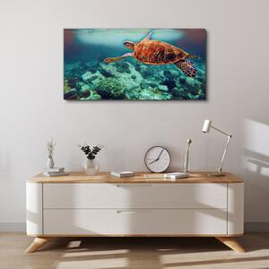Vászonkép Tengeri állatok teknős víz