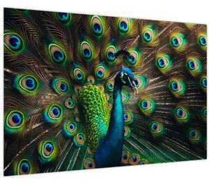 Kép – Pávatoll (90x60 cm)