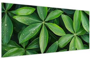 Kép - Levelek harmatcseppekkel (120x50 cm)