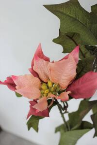 Rózsaszín mikulásvirág csokor 68cm