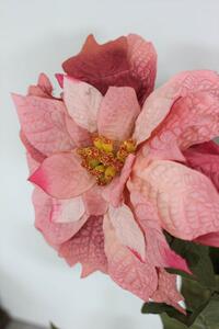 Halvány rózsaszín mikulásvirág, szárral 67cm