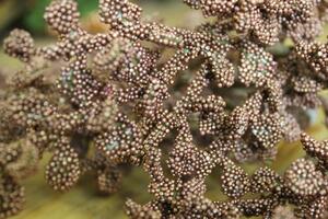 Barnásrózsaszín korallág