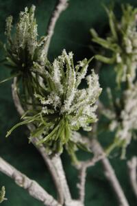 Zöld havas selyemkóró (asclepias) ág 98 cm