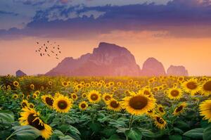 Fotográfia Sunflower field with the evening sun, sarayut Thaneerat