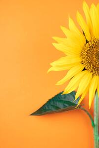 Fotográfia Sunflower, pepifoto