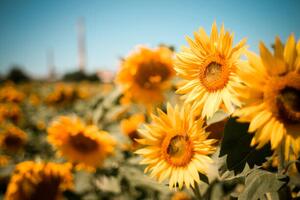 Fotográfia Close-up of sunflowers on field against, Andrean Taufik / 500px