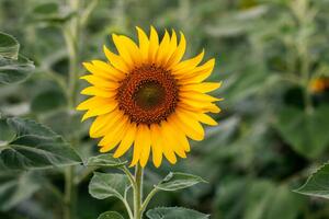 Fotográfia Sunflower natural background. Sunflower blooming. Close-up, Rapeepong Puttakumwong