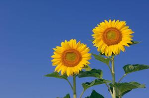 Fotográfia Two sunflowers against clear blue, Martin Ruegner