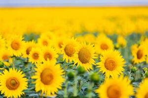 Fotográfia Sunflower field, Alexander Spatari