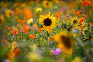 Fotográfia Summer meadow with sunflowers, Westend61