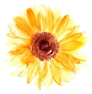 Fotográfia Hand drawn watercolorsunflower in yellow color, bokasin