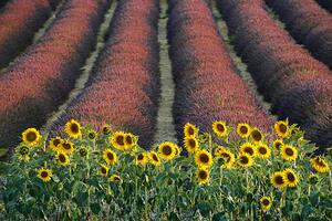 Fotográfia Sunflowers, lavender, Valensole, Provence, France, David Clapp