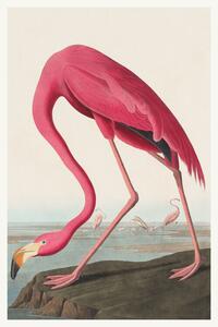 Reprodukció The Pink Flamingo (Birds) - John James Audubon
