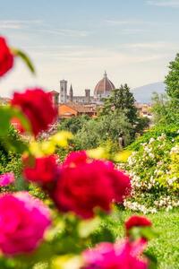 Fotográfia Florence, Tuscany, Italy. Roses and cityscape, Francesco Riccardo Iacomino