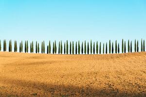 Fotográfia Tuscany landscape of cypresses trees, Val, joci03