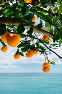 Illusztráció Amalfi Coast Oranges, Bethany Young