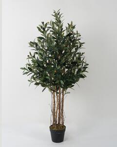 Olive L