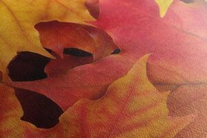 Kép őszi levelek színei