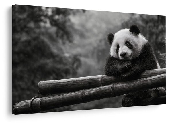 Kép panda pihen bambuszon