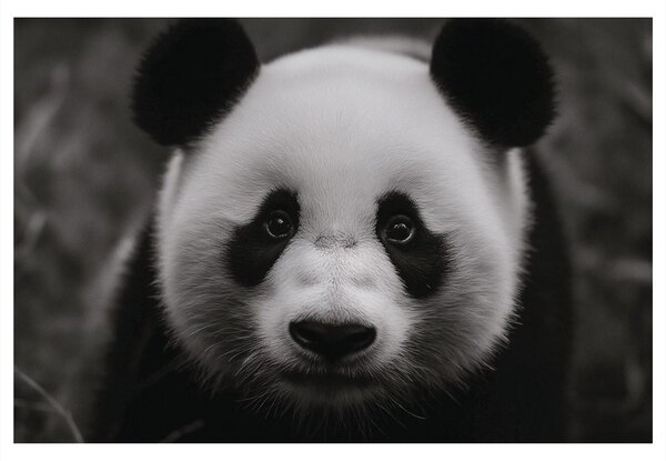 Kép aranyos panda a természetben