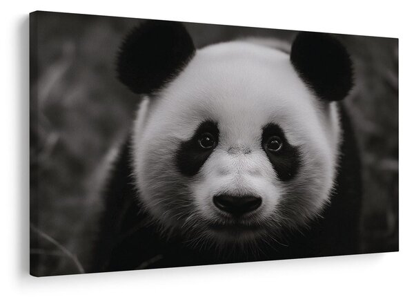 Kép aranyos panda a természetben