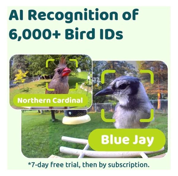 Birdfy Madáretető kamerával, ébenfa, AI nélkül (EPPAMBNI8702110)