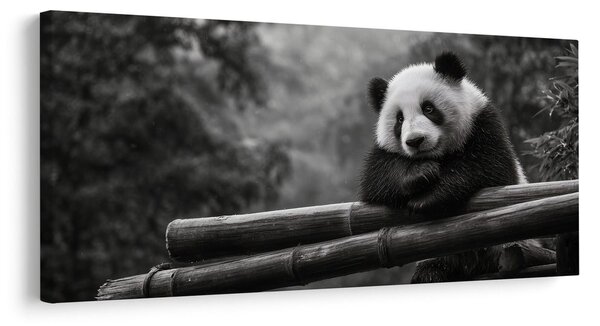 Kép nyugodt panda a természetben