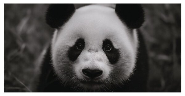 Kép mosolygós fekete-fehér panda