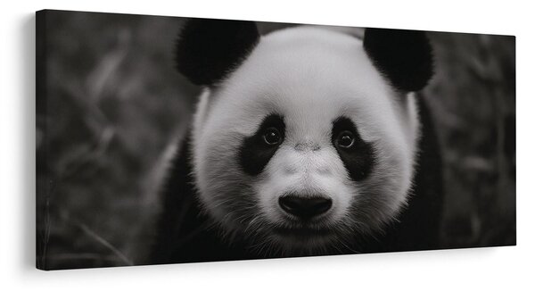 Kép mosolygós fekete-fehér panda