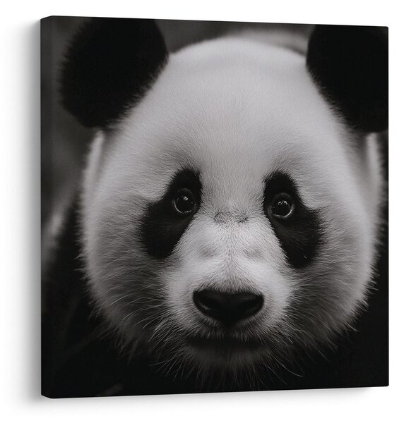 Kép panda fekete háttérrel