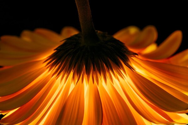 Fotótapéta gerbera érdekes háttérrel