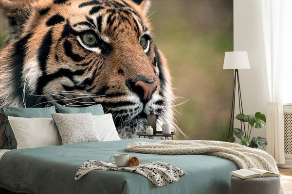 Fotótapéta bengáli tigris