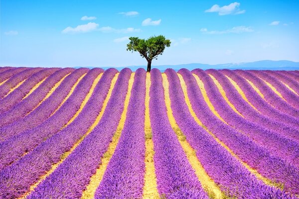 Fotótapéta Provence-i levendulamező
