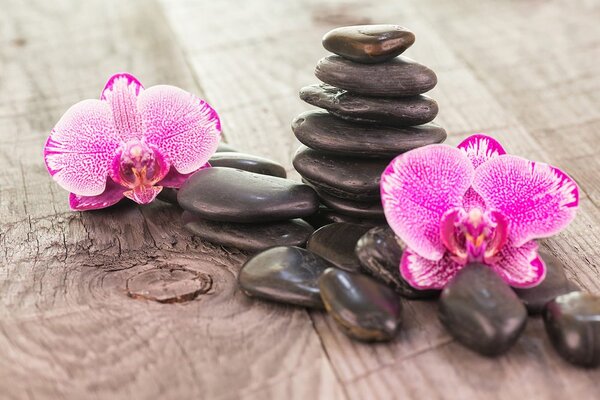 Tapéta orchidea és Zen kövek fa háttéren