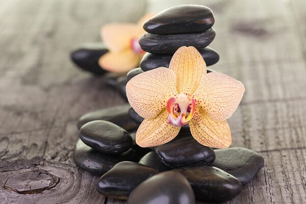 Fotótapéta sárga orchidea Zen kövek