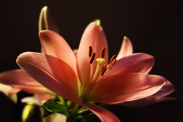 Fotótapéta gyönyörű liliom fekete háttéren