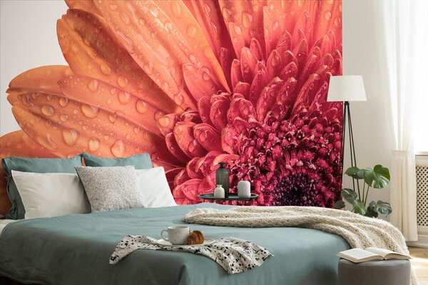 Fotótapéta narancssárga gerbera víz csepekkel