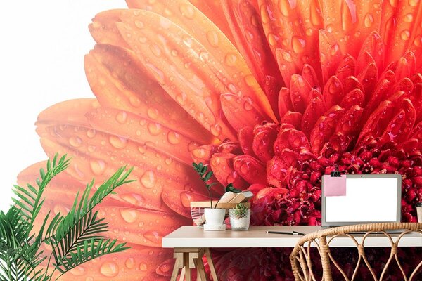 Fotótapéta narancssárga gerbera víz csepekkel