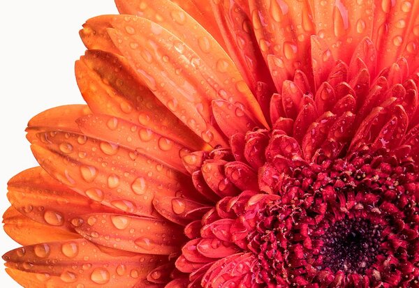 Fotótapéta narancssárga gerbera víz csepekkel
