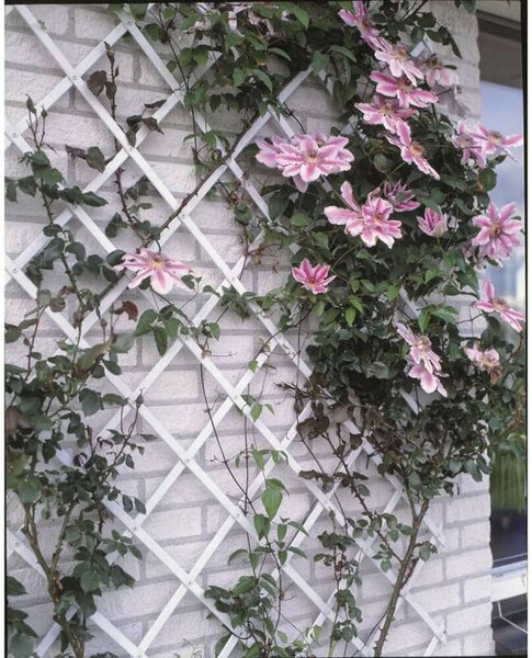 Nature 50x150 cm kerti pvc lugas rács fehér 6040701